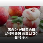 복숭아 신비복숭아 납작복숭아 써보니 2주 솔직 후기
